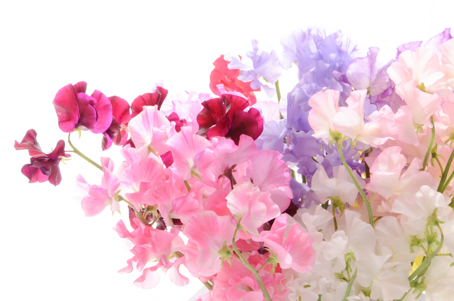 贈る気持ちをかたちにする、門出の花言葉モチーフ